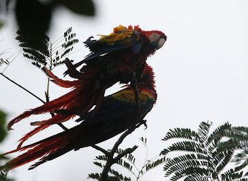 belize/cockscomb-basin-wildlife-sanctuary/shop/hopkins-kulcha-tours-and-gift-shop
