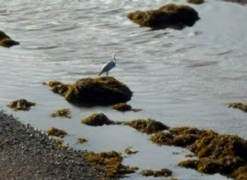 united-kingdom/berwickshire/shop/bijoux