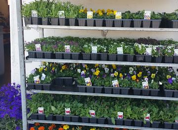 ireland/achill-island/shop/achill-island-flowers