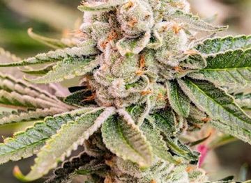 new-mexico/carlsbad/shop/pecos-valley-production-mermod