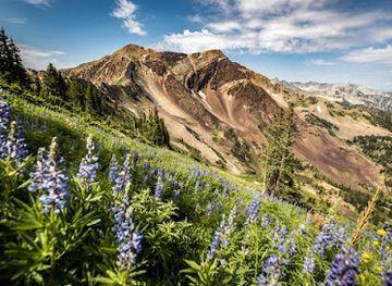 utah/snowbird/shop/snowbird