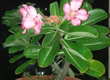 sint-maarten/philipsburg-boardwalk/shop/gift-palace