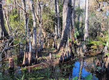 florida/big-cypress-national-preserve/shop/clyde-butcher-big-cypress-gallery