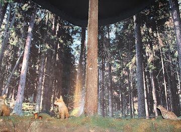 poland/białowieża-forest/shop/natural-forest-museum-bialowieza-national-park