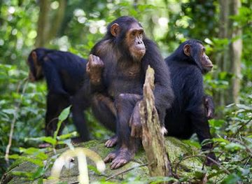 zambia/lake-tanganyika/shop/gombe-national-park