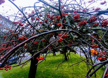 estonia/jarvamaa/shop/juta-lilleari