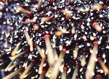 new-zealand/chatham-islands/shop/chatham-island-food-co