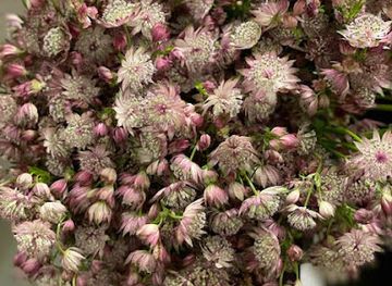 sweden/are/shop/are-flooweri-s