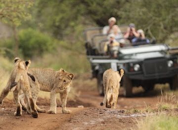 south-africa/battlefields/shop/thanda-safari-private-game-reserve