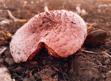 bulgaria/upper-thracian-plain/shop/sboryanovo