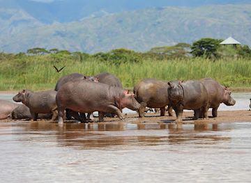 burundi/kanzigiri-natural-reserve/shop/rusizi-national-park