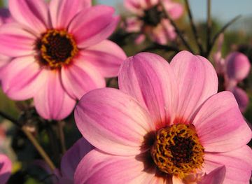 nebraska/eugene-t-mahoney-state-park/shop/blooms-floral-gifts