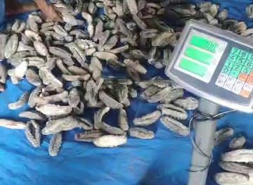 papua-new-guinea/madang-province/shop/buleso-marine-products