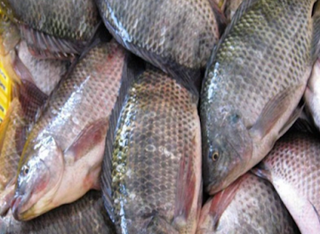 burkina-faso/ziniare/shop/poissonnerie-du-stade
