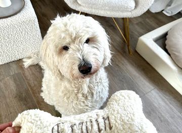 germany/thuringian-forest/shop/seelenhundliebe