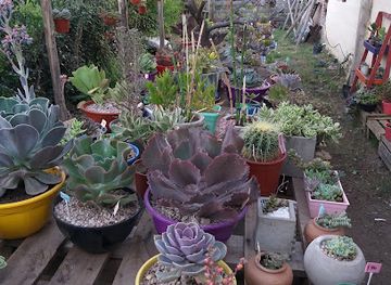 argentina/sierras-pampeanas/shop/mango-lima-tienda-de-plantas