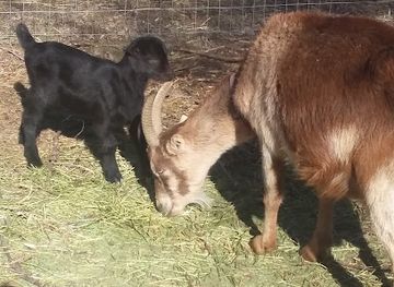 wyoming/goshen-county/shop/goat-mutt-products