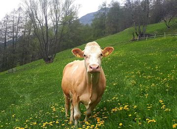 austria/katschberg/shop/hansimilch-ab-hof-schmankerlschrank