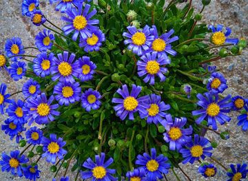 greece/euboea/shop/nurseries-savaidi