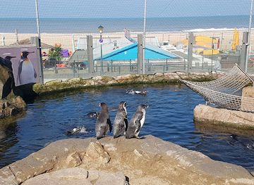 netherlands/scheveningen-beach/shop/sea-life-scheveningen