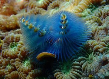 malaysia/redang-island/shop/diver-s-den-at-coral-redang-resort
