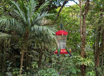 costa-rica/monteverde-cloud-forest/shop/monteverde-hummingbird-gallery