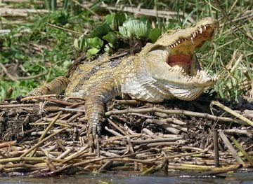 ethiopia/danakil-depression/shop/crocodile-market