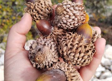 jordan/umm-qais/shop/waheed-al-husban-house