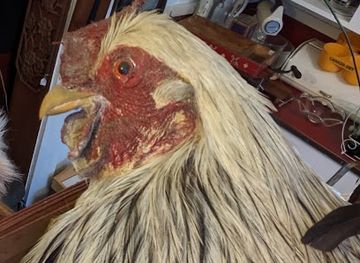 vermont/rutland/shop/the-red-carrot