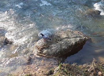kosovo/sharri-mountains/shop/sharri-wildlife