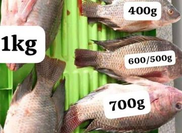 zambia/lake-kariba/shop/kariba-proteins