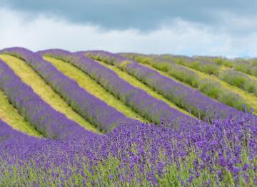 united-kingdom/kinross-shire/attraction/scottish-lavender-oils
