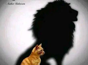 ethiopia/yabelo-wildlife-sanctuary/shop/gaaddisa