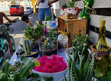 saint-vincent-and-the-grenadines/kingstown/shop/the-cactus-shed
