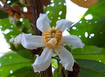colombia/cano-cristales/shop/los