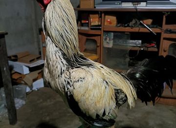 thailand/sai-yok-national-park/shop/kanjat-ksetr