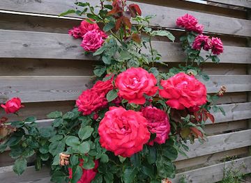 netherlands/giethoorn/shop/het-rode-pleintje