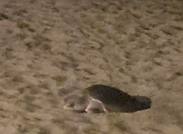 mexico/puerto-vallarta/marina-vallarta/shop/rumbo-shop-hotel-melia-vallarta