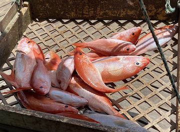 aruba/pos-chiquito/shop/rancho-clemente