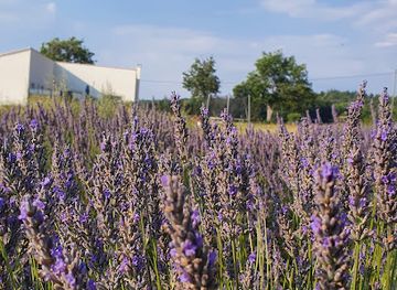 france/luberon/shop/lavender-farm
