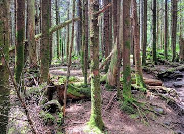 virginia/mount-rogers-national-recreation-area/shop/lewis-fork-wilderness