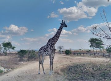 tanzania/mikumi-region/shop/tanzamerica-safaris-ltd