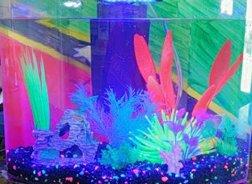 saint-kitts-and-nevis/cotton-ground/shop/fins-n-things-pet-and-gift-shop