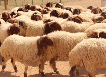 jordan/azraq-wetland-reserve/shop/abd-al-rahman-al-huwaiti-ltjr-al-hlal