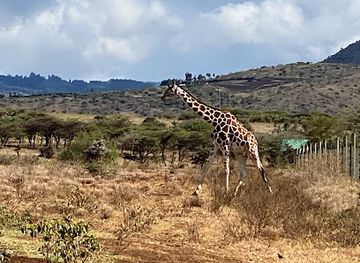 kenya/laikipia-plateau/shop/lewa-wildlife-conservancy