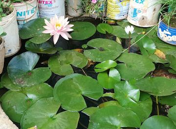 myanmar-burma/pyin-oo-lwin/shop/pyin-oo-lwin