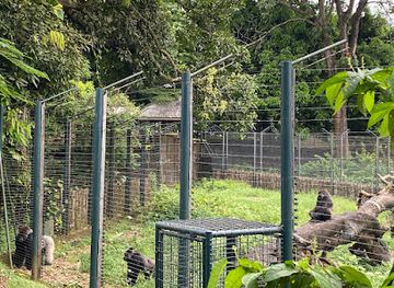 guinea/forest-guinea/shop/limbe-wildlife-centre