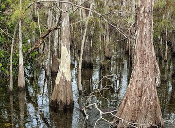 florida/everglades-national-park/shop/big-cypress-national-preserve