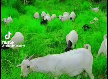 somalia/galguduud/shop/maqaayadda-nadiifo