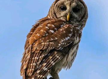 nigeria/kurra-falls/shop/mummy-semilore-store-groceries